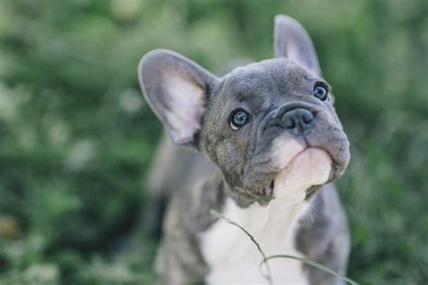 Französische Bulldogge .